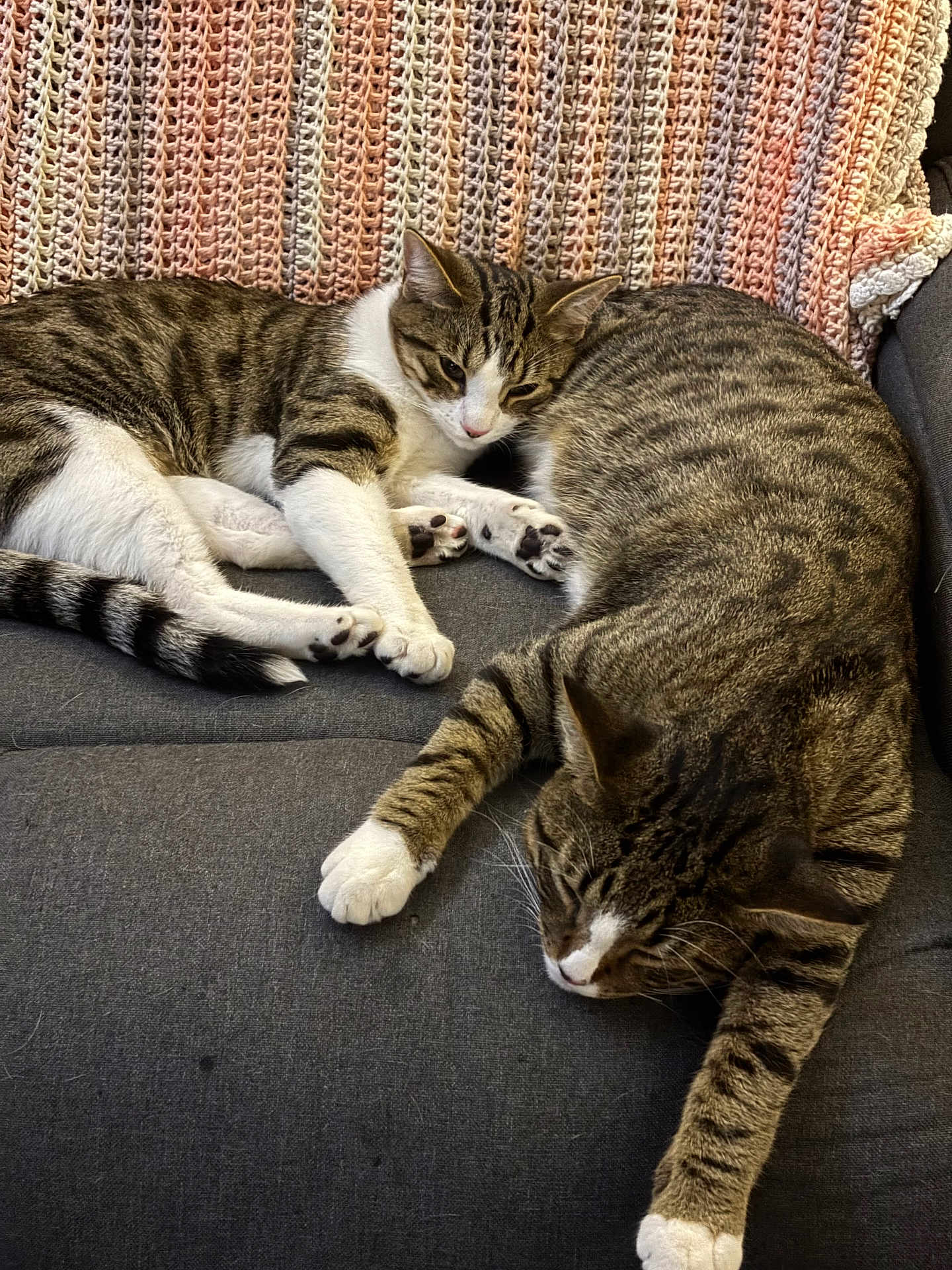 Pan And Gideon is registered to the contest to win money with this photo: animal, blanket, cat, companion, couch, cozy, cute, domestic_animal, feline, fur, home, indoor, paw, pet, relaxed, resting, sleeping, striped, tabby_cat, whiskers