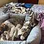 cat, tabby, sleeping, bed, cat_bed, feline, pet, cozy, relaxed, paw, fur, indoor, blanket, person, legs, purple_pants, patterned, resting, cute, companion
