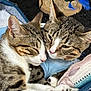bed, blanket, cat, closeup, companions, cozy, cute, ears, feathers, feline, fur, indoor, paws, pet, resting, sleeping, snuggling, tabby, toy, whiskers