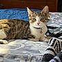 cat, kitten, tabby, collar, bell, bed, blanket, sunlight, indoor, feline, pet, resting, fur, animal, cute, comfort, domestic, striped, whiskers, ears