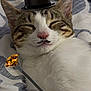 animal, bed, blanket, brown, cane, cat, closeup, cute, domestic_animal, fur, jewel, mustache, pet, portrait, relaxed, sleeping, striped, top_hat, whiskers, white