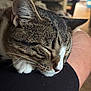 Pan And Gideon is registered to the contest to win money with this photo: animal, blurred_background, calm, cat, close_up, cute, domestic_animal, feline, fur, human_leg, indoor, nap, paw, pet, relaxed, resting, sleeping, soft_lighting, tabby, whiskers