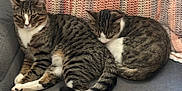 Pan And Gideon joined the competition — help win amazing prizes! animal, blanket, cat, companion, couch, cozy, domestic, feline, fur, indoor, paws, pet, relaxed, resting, sleeping, striped, tabby, tail, two_cats, whiskers