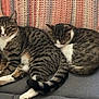animal, blanket, cat, companion, couch, cozy, domestic, feline, fur, indoor, paws, pet, relaxed, resting, sleeping, striped, tabby, tail, two_cats, whiskers