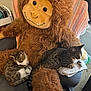 Pan And Gideon is registered to the contest to win money with this photo: animal, blanket, cat, chair, cozy, cute, domestic_cat, furniture, furry, home, indoor, monkey_plush, pet, relaxing, resting, soft_toy, stuffed_animal, tabby, tabby_cat, window