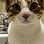 animal, attention, bathroom, cat, closeup, curious, cute, domestic_animal, ears, eyes, feline, fur, indoor, nose, pet, portrait, sink, soft, tabby_cat, whiskers