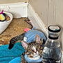animal, blue_clothing, brown, carpet, cat, corner, curious, ears, feline, floor, indoor, pet, pink_nose, resting, tabby_cat, towel, toy_basket, water_dispenser, whiskers, white