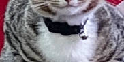 Pan And Gideon joined the competition — help win amazing prizes! animal, bell, cat, closeup, collar, curious, cute, domestic_cat, ears, face, feline, fur, indoor, looking, paws, pet, red_background, sitting, tabby, whiskers