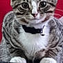 animal, bell, cat, closeup, collar, curious, cute, domestic_cat, ears, face, feline, fur, indoor, looking, paws, pet, red_background, sitting, tabby, whiskers