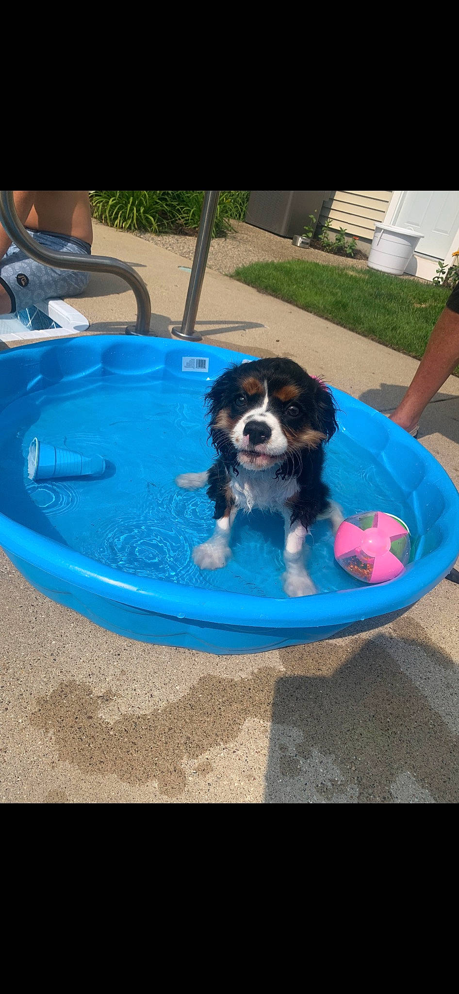 Max Mahomes Hanft joined the competition — help win amazing prizes! canidae, carnivore, cavalier_king_charles_spaniel, chair, companion_dog, dog, dog_breed, dog_supply, electric_blue, fun, grass, gun_dog, leisure, plant, recreation, shorts, sporting_group, toy_dog, water, working_dog