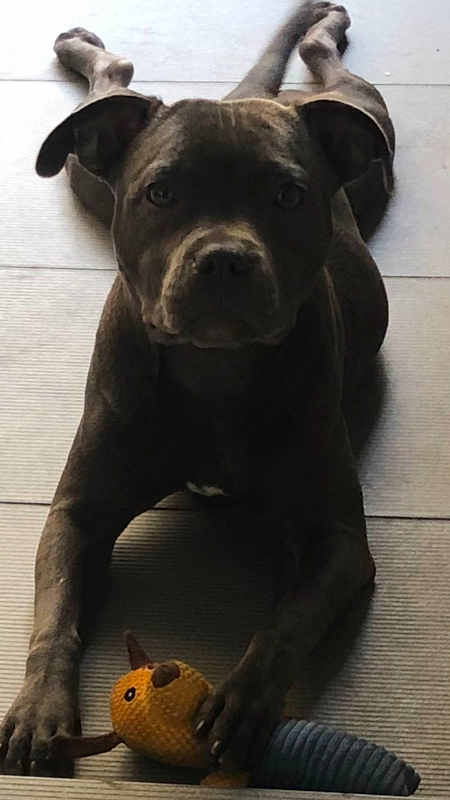 Taora a rejoint le concours — aidez-le/la à gagner de superbes lots ! art, black, borador, carnivore, companion_dog, dog, dog_breed, fawn, flooring, guard_dog, non_sporting_group, snout, sporting_group, stuffed_toy, terrestrial_animal, tile_flooring, toy, whiskers, wood, working_animal