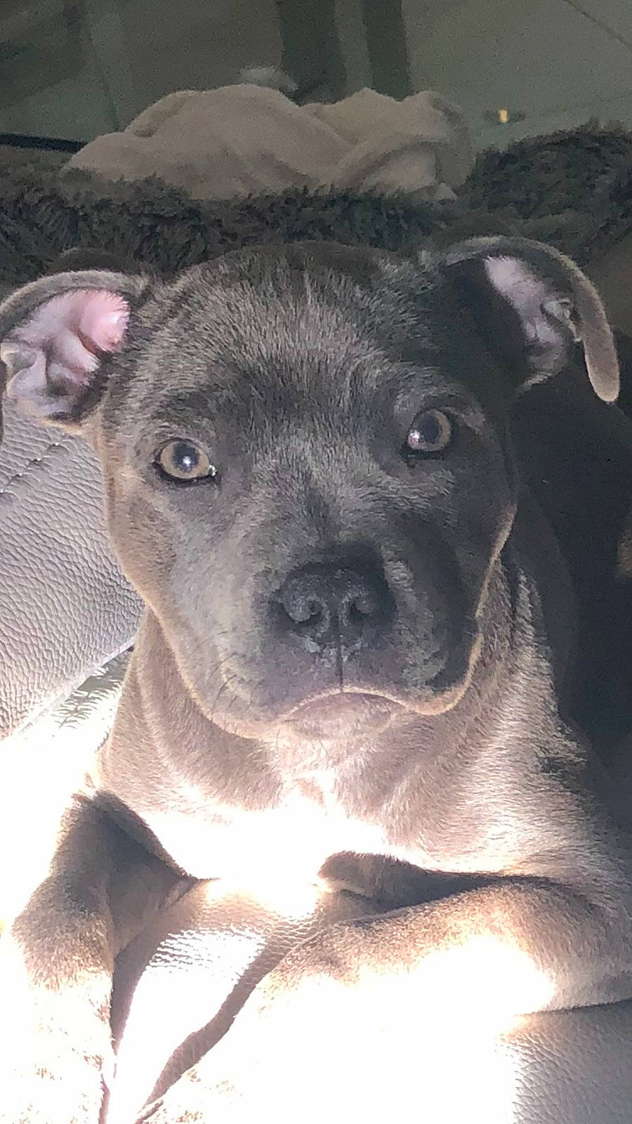 Taora participe au concours pour gagner de l'argent avec cette photo : canidae, carnivore, companion_dog, dog, dog_breed, fawn, fur, guard_dog, non_sporting_group, puppy, snout, sporting_group, terrestrial_animal, toy_dog, whiskers, working_animal