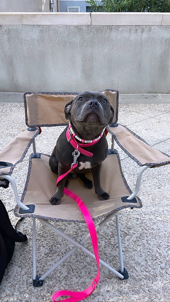 Taora a rejoint le concours — aidez-le/la à gagner de superbes lots ! canidae, carnivore, collar, companion_dog, dog, dog_breed, dog_collar, dog_supply, fashion_accessory, fawn, grey, leash, non_sporting_group, personal_protective_equipment, pet_supply, pug, snout, sporting_group, strap, working_animal