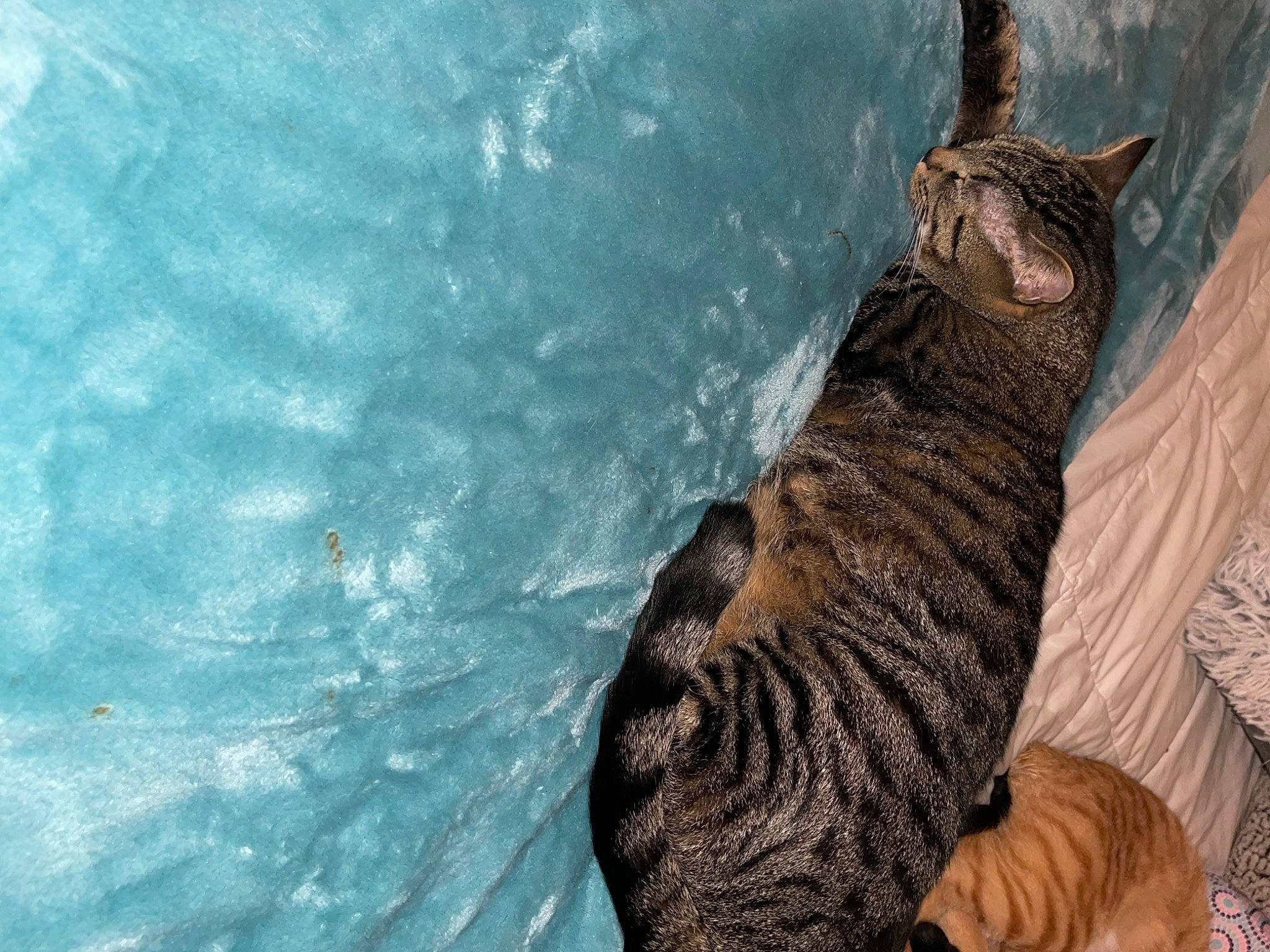 Bingo is registered to the contest to win money with this photo: big_cats, boot, carnivore, cat, claw, comfort, domestic_short_haired_cat, fawn, felidae, foot, fur, human_leg, paw, small_to_medium_sized_cats, snout, tail, terrestrial_animal, tree, whiskers, wildlife