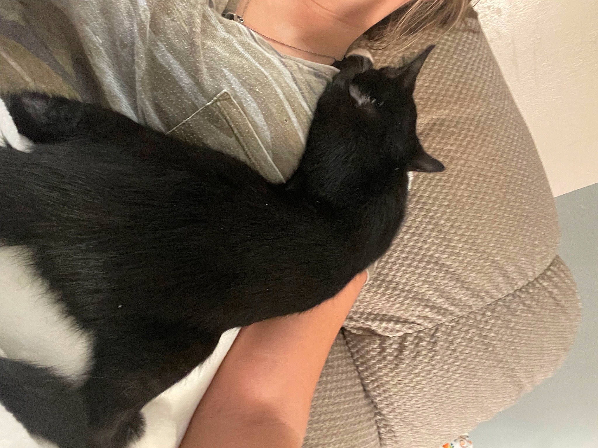 Oreo joined the competition — help win amazing prizes! carnivore, cat, comfort, dog_breed, elbow, felidae, foot, fur, gesture, human_body, human_leg, knee, leg, nail, sleeve, small_to_medium_sized_cats, snout, tail, thigh, whiskers