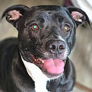 Murphy is registered to the contest to win money with this photo: dog, black_and_white, tongue_out, pet, animal, happy, closeup, ears, canine, indoor, looking_up, smiling, friendly, fur, muzzle, cute, portrait, focus, domestic_animal, companion