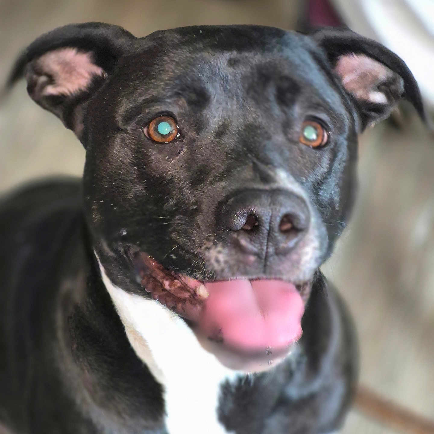Murphy is registered to the contest to win money with this photo: dog, black_and_white, tongue_out, pet, animal, happy, closeup, ears, canine, indoor, looking_up, smiling, friendly, fur, muzzle, cute, portrait, focus, domestic_animal, companion