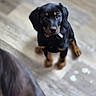 puppy, dog, black, tan, floor, wooden_floor, pet, animal, indoor, looking_up, young_dog, collar, cute, small_dog, blurry, sitting, curious, fur, canine, domestic_animal