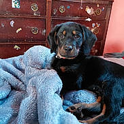 Ellie joined the competition — help win amazing prizes! puppy, dog, blanket, blue, furniture, dresser, stickers, room, indoor, pet, animal, cute, fur, collar, lying_down, cozy, soft, comfort, brown, black