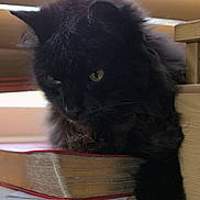 Kiara joined the competition — help win amazing prizes! black_cat, cat, book, window_blinds, paw, feline, pet, indoor, resting, fluffy, animal, closeup, relaxed, fur, whiskers, wood, table, natural_light, domestic_cat, curious