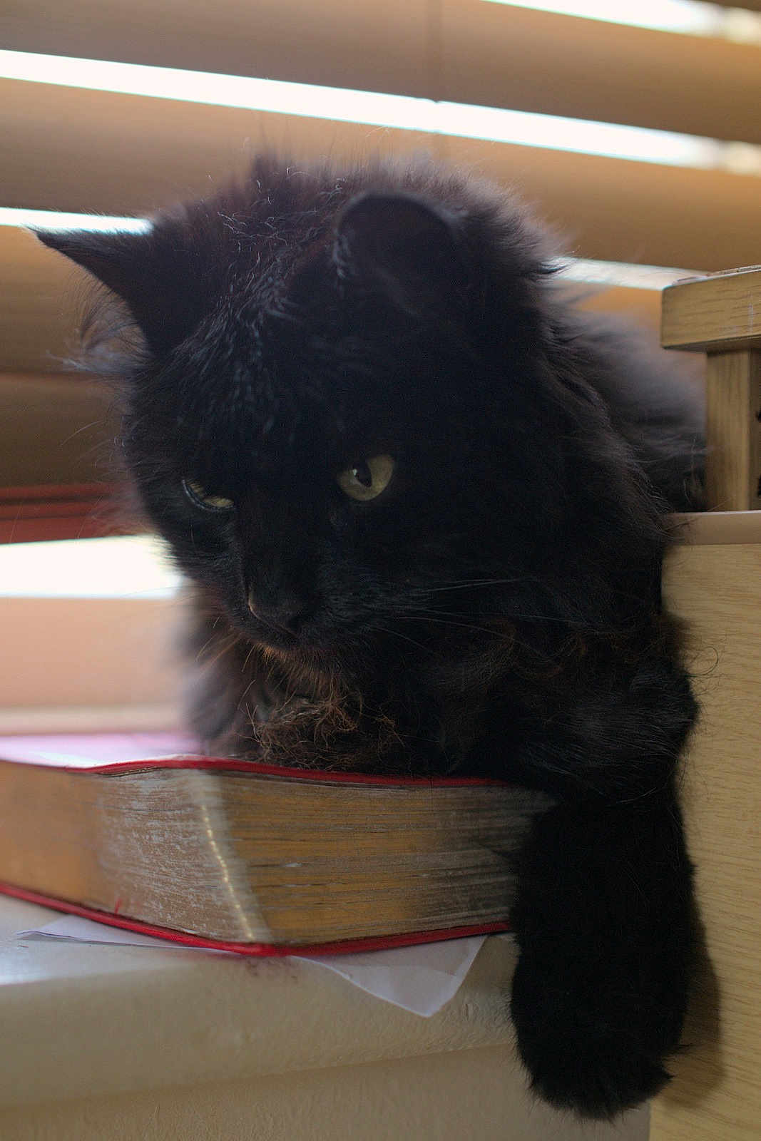 Kiara joined the competition — help win amazing prizes! black_cat, cat, book, window_blinds, paw, feline, pet, indoor, resting, fluffy, animal, closeup, relaxed, fur, whiskers, wood, table, natural_light, domestic_cat, curious