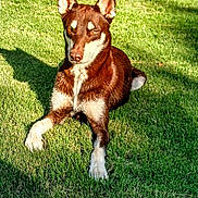 Hazel joined the competition — help win amazing prizes! dog, canine, pet, brown_coat, white_markings, grass, lawn, outdoor, sunlight, shadow, ears, paws, lying_down, portrait, animal_face, gaze, summer, backyard, sitting, domestic_animal