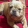 dog, french_bulldog, pet, animal, canine, lying_down, red_blanket, close_up, indoors, cute, ears, face, paws, fur, portrait, looking_at_camera, resting, adorable, companion, domestic_animal