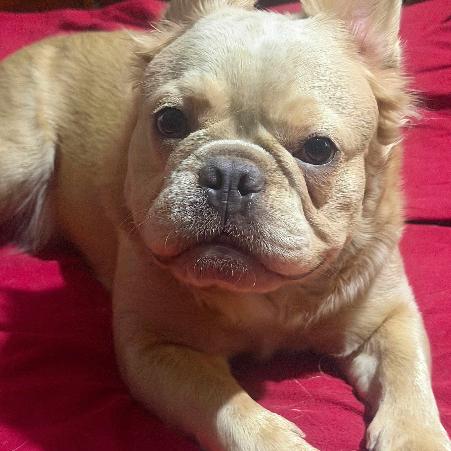 Suki