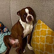 Junior joined the competition — help win amazing prizes! dog, brown, white, couch, yellow_pillow, toy, indoor, pet, sitting, furniture, canine, animal, looking_at_camera, expression, paw, snout, ears, blanket, home, relaxed