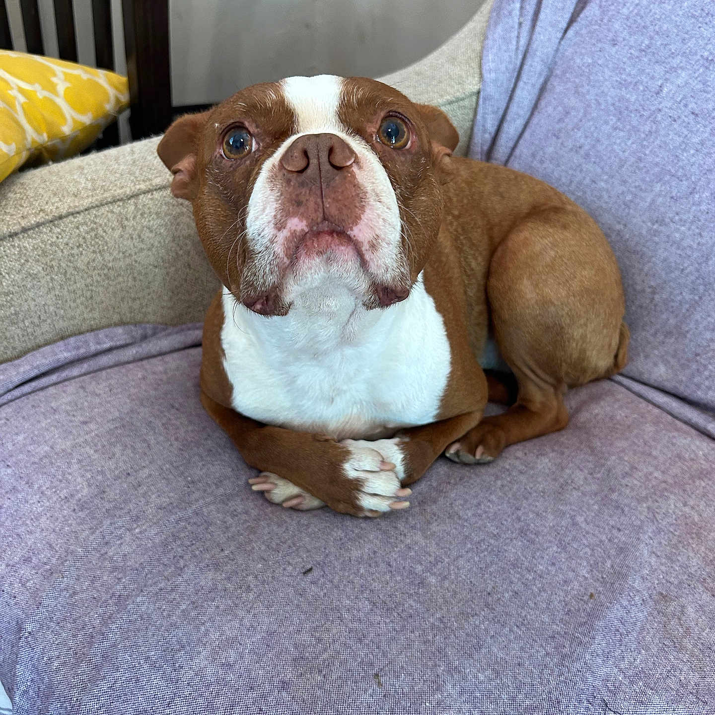 Junior joined the competition — help win amazing prizes! dog, brown, white, chair, purple, pet, animal, canine, indoor, furniture, cute, looking_up, sitting, paws, ears, snout, nose, fur, domestic, relaxed