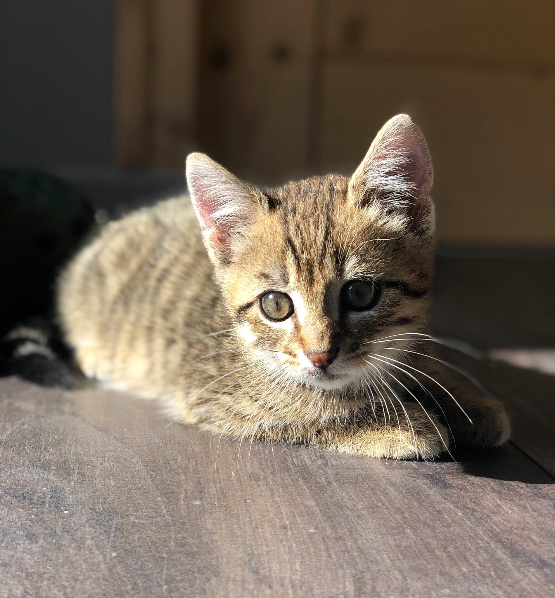 Many participe au concours pour gagner de l'argent avec cette photo : aegean_cat, american_shorthair, asian, australian_mist, carnivore, cat, domestic_short_haired_cat, dragon_li, ear, egyptian_mau, european_shorthair, eye, felidae, kitten, mammal, ocicat, small_to_medium_sized_cats, snout, tabby_cat, whiskers