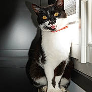 Choupie a rejoint le concours — aidez-le/la à gagner de superbes lots ! black_and_white, cat, collar, ears, feline, fur, golden_eyes, home, indoors, open_mouth, paws, pet, portrait, radiator, red_collar, sitting, sunlight, whiskers, white_chest, window