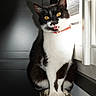 black_and_white, cat, collar, ears, feline, fur, golden_eyes, home, indoors, open_mouth, paws, pet, portrait, radiator, red_collar, sitting, sunlight, whiskers, white_chest, window