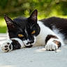 Choupie a rejoint le concours — aidez-le/la à gagner de superbes lots ! animal, black_and_white, bokeh, cat, close_up, concrete, feline, golden_eyes, greenery, lying_down, outdoor, patio, paws, pet, portrait, relaxed, sleepy, sunlight, tuxedo_cat, whiskers