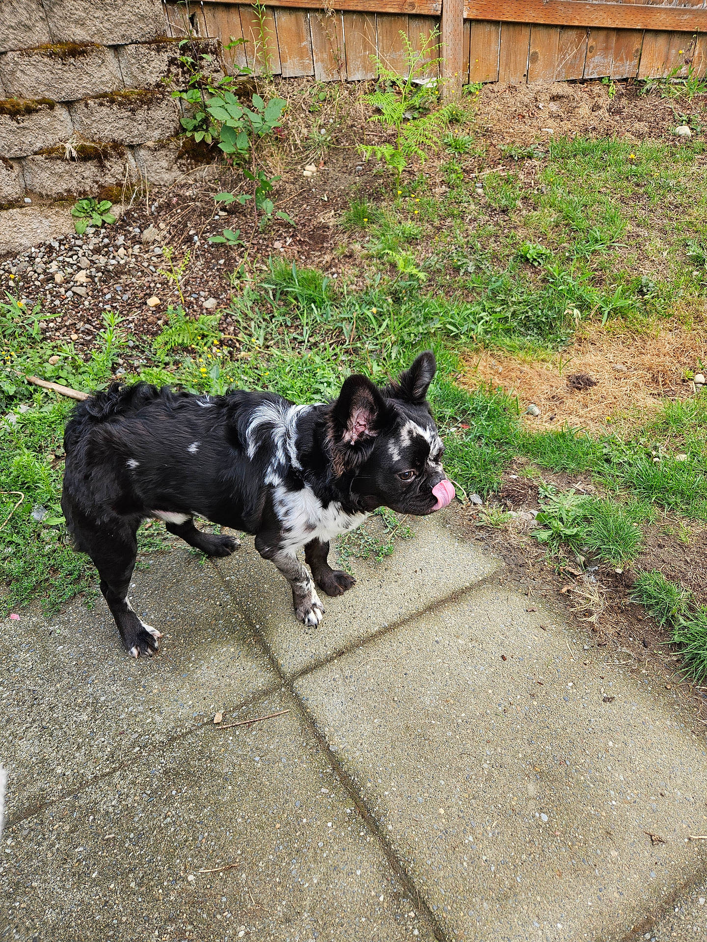 accessories, animal, backyard, brick, canine, dog, flagstone, grass, herbal, herbs, nature, outdoors, path, pet, plant, puppy, slate, strap, walkway, yard