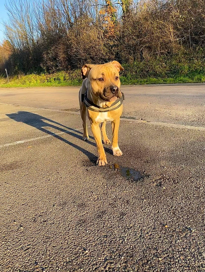 Zarko a rejoint le concours — aidez-le/la à gagner de superbes lots ! asphalt, carnivore, collar, companion_dog, dog, dog_breed, dog_collar, fawn, grass, landscape, leash, plant, road, road_surface, sky, snout, tail, tints_and_shades, tree, working_animal