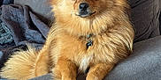 Loky participe au concours pour gagner de l'argent avec cette photo : dog, pomeranian, pet, toy, chewed_toy, couch, indoor, fur, brown_fur, animal, paw, face, ears, nose, sitting, relaxed, domestic, companion, cute, furry