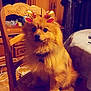 dog, fluffy, wooden_chair, indoor, furniture, table, digital_filter, reindeer_ears, reindeer_antlers, pet, animal, brown_fur, cute, sitting, collar, cozy_room, cabinet, floor, home, portrait