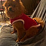dog, pet, indoor, red_jacket, blanket, furniture, wood_floor, curious, cozy, fluffy, small_dog, brown_fur, sitting, table, chair, warm_lighting, home, domestic, canine, blanket_texture