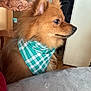 dog, bandana, indoor, table, chair, wooden_chair, pet, fur, brown_dog, side_profile, decor, mirror, garland, cozy, portrait, looking_away, domestic, animal, cute, companion