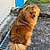 Loky