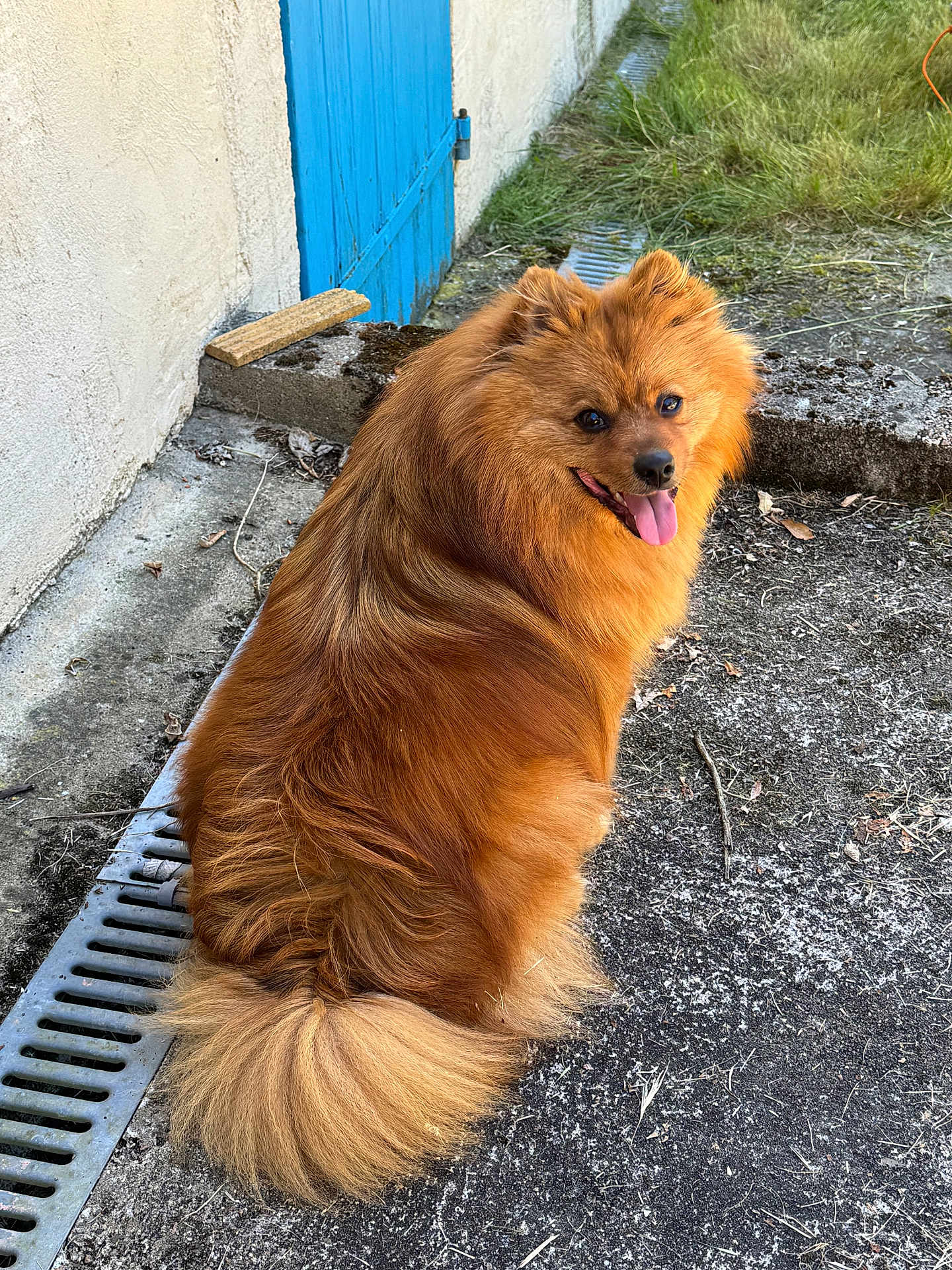 Loky