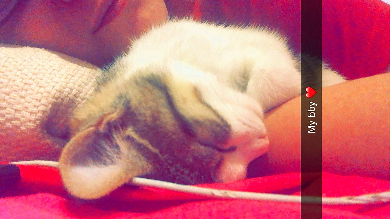 Curly a rejoint le concours — aidez-le/la à gagner de superbes lots ! carmine, carnivore, cat, claw, comfort, companion_dog, domestic_short_haired_cat, felidae, fur, love, mammal, nap, paw, photo_caption, small_to_medium_sized_cats, snout, square, tail, vertebrate, whiskers