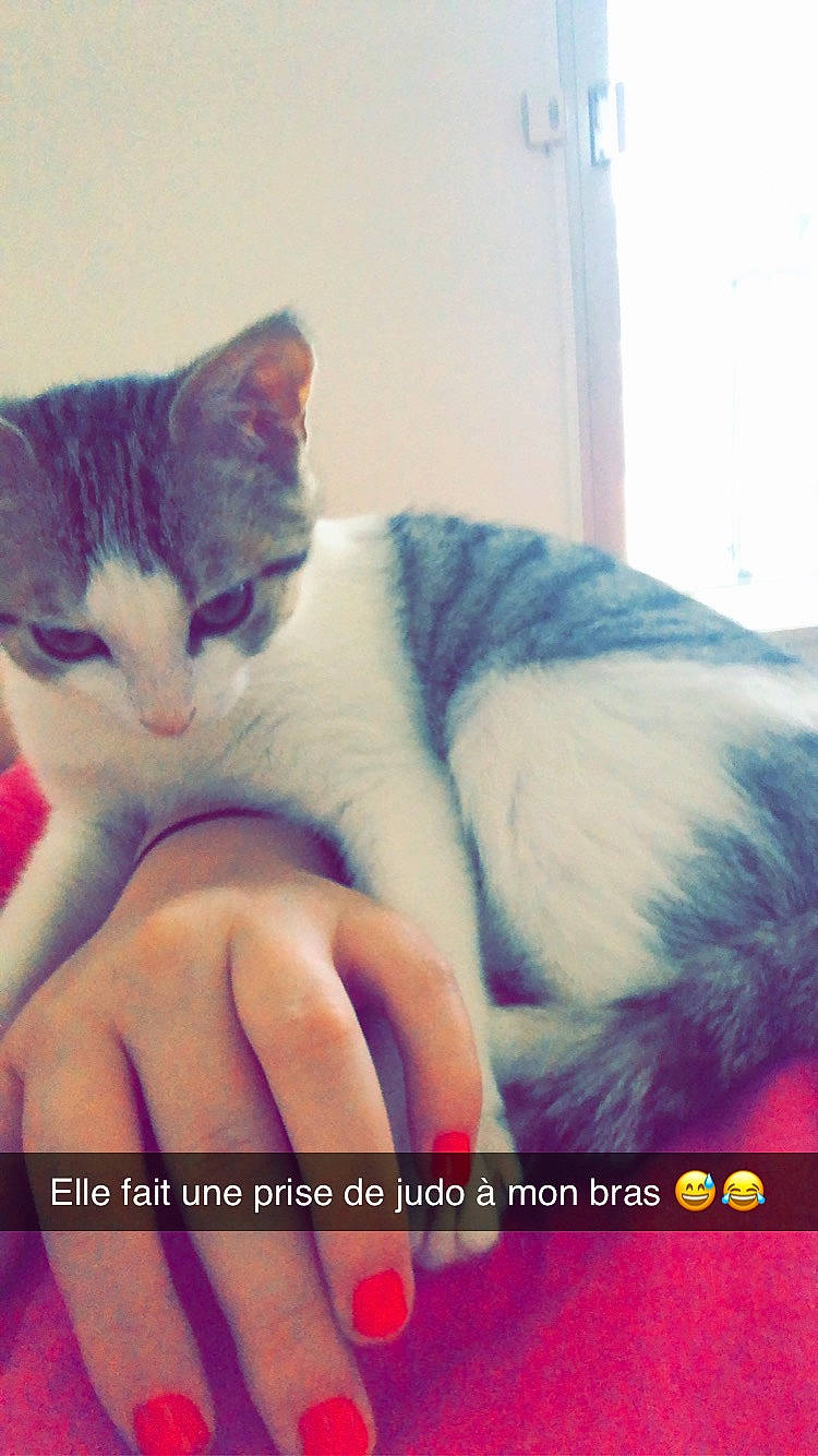 Curly participe au concours pour gagner de l'argent avec cette photo : carnivore, cat, comfort, domestic_short_haired_cat, felidae, finger, font, fur, gesture, hand, happy, lap, morning, nail, paw, photo_caption, sky, small_to_medium_sized_cats, tail, whiskers