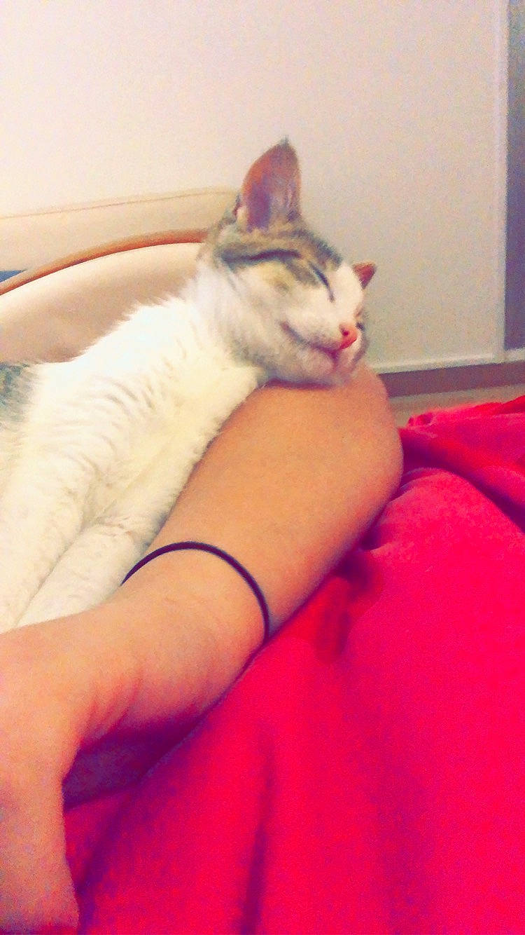 Curly a rejoint le concours — aidez-le/la à gagner de superbes lots ! carnivore, cat, comfort, couch, eye, fawn, felidae, finger, gesture, hair, head, human_body, lap, leg, nail, small_to_medium_sized_cats, snout, textile, thigh, whiskers