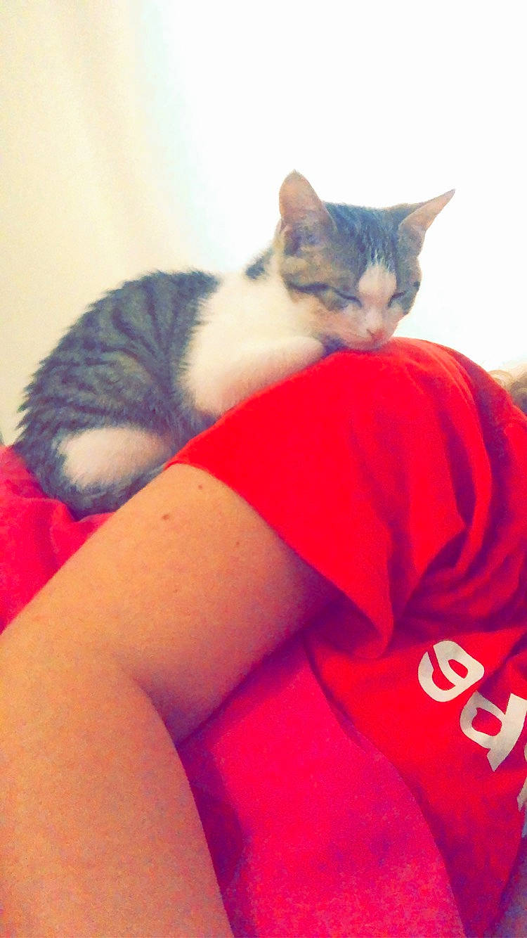 Curly a rejoint le concours — aidez-le/la à gagner de superbes lots ! carmine, carnivore, cat, claw, comfort, domestic_short_haired_cat, eye, felidae, fur, gesture, human_leg, lap, leg, neck, paw, sitting, small_to_medium_sized_cats, tail, thigh, whiskers