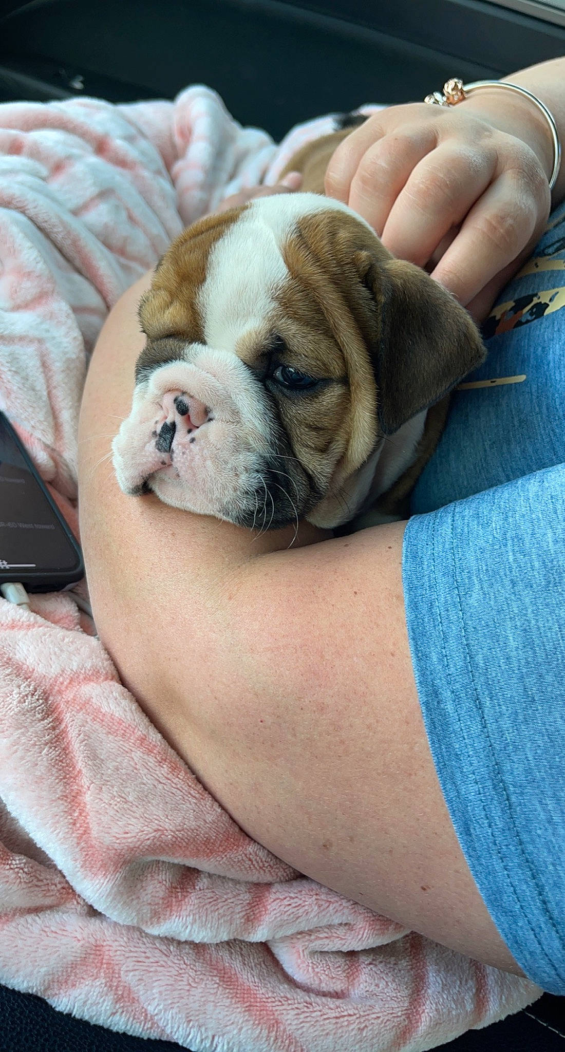 Bronx joined the competition — help win amazing prizes! bulldog, canidae, carnivore, comfort, companion_dog, dog, dog_breed, electric_blue, fawn, foot, fur, nail, snout, sporting_group, terrestrial_animal, toy_dog, white_english_bulldog, working_animal, wrinkle, wrist