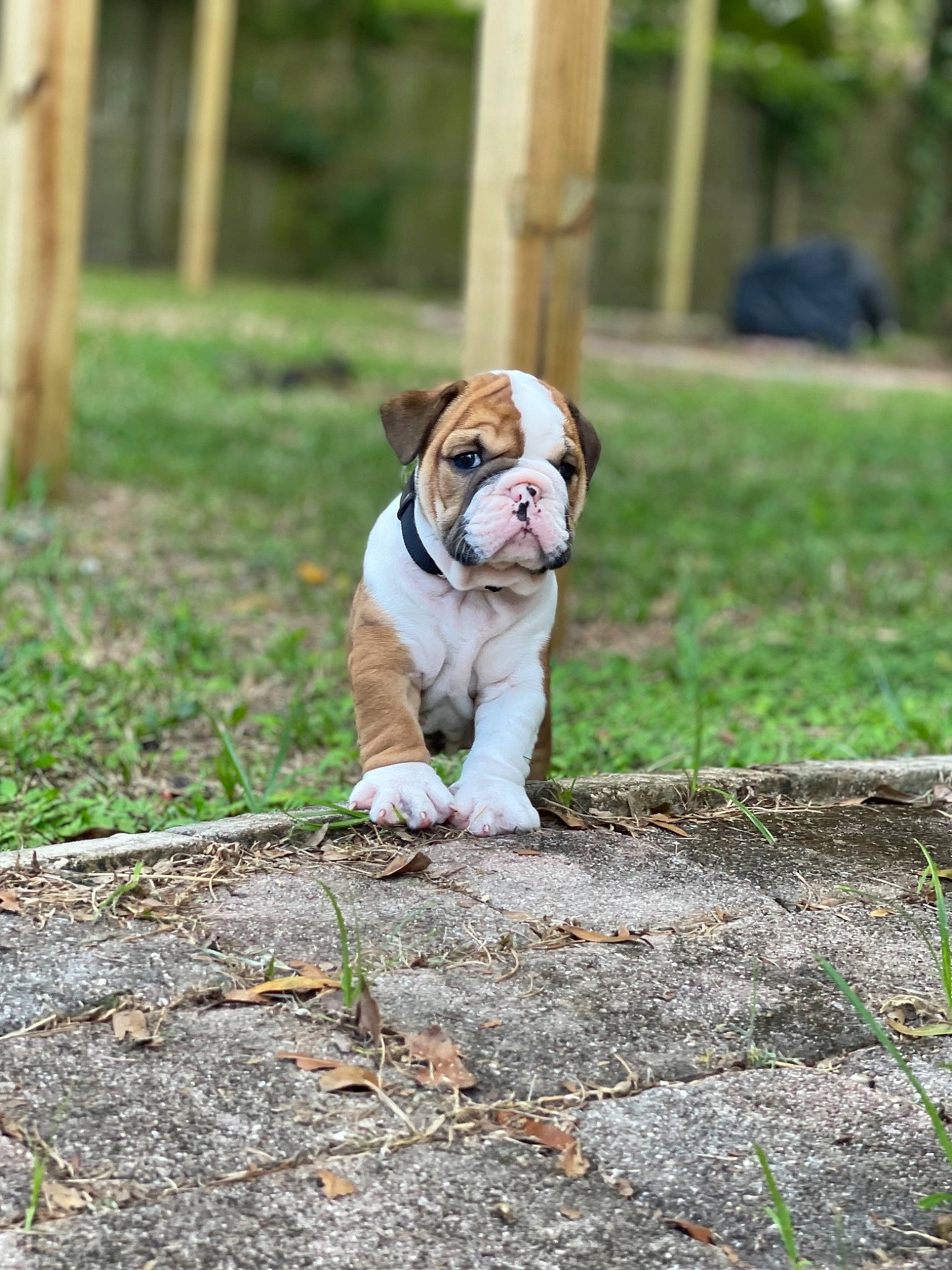 Bronx joined the competition — help win amazing prizes! bulldog, canidae, carnivore, companion_dog, dog, dog_breed, dog_supply, fawn, grass, groundcover, leash, leisure, plant, snout, sporting_group, tail, terrestrial_animal, tree, wood, wrinkle