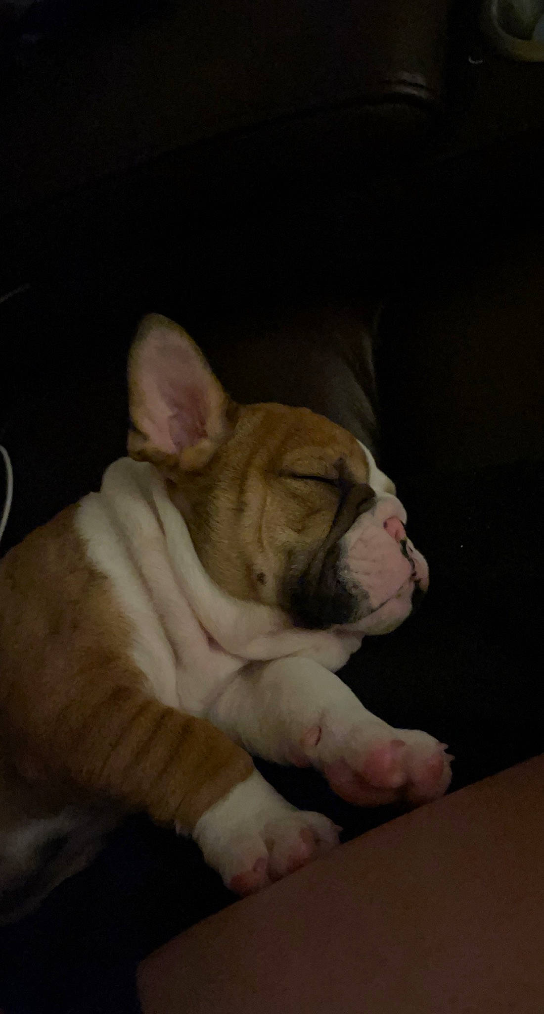 Bronx is registered to the contest to win money with this photo: bulldog, canidae, carnivore, comfort, companion_dog, dog, dog_breed, ear, fawn, felidae, french_bulldog, nap, snout, sporting_group, table, terrestrial_animal, toy_dog, whiskers, white_english_bulldog, wrinkle