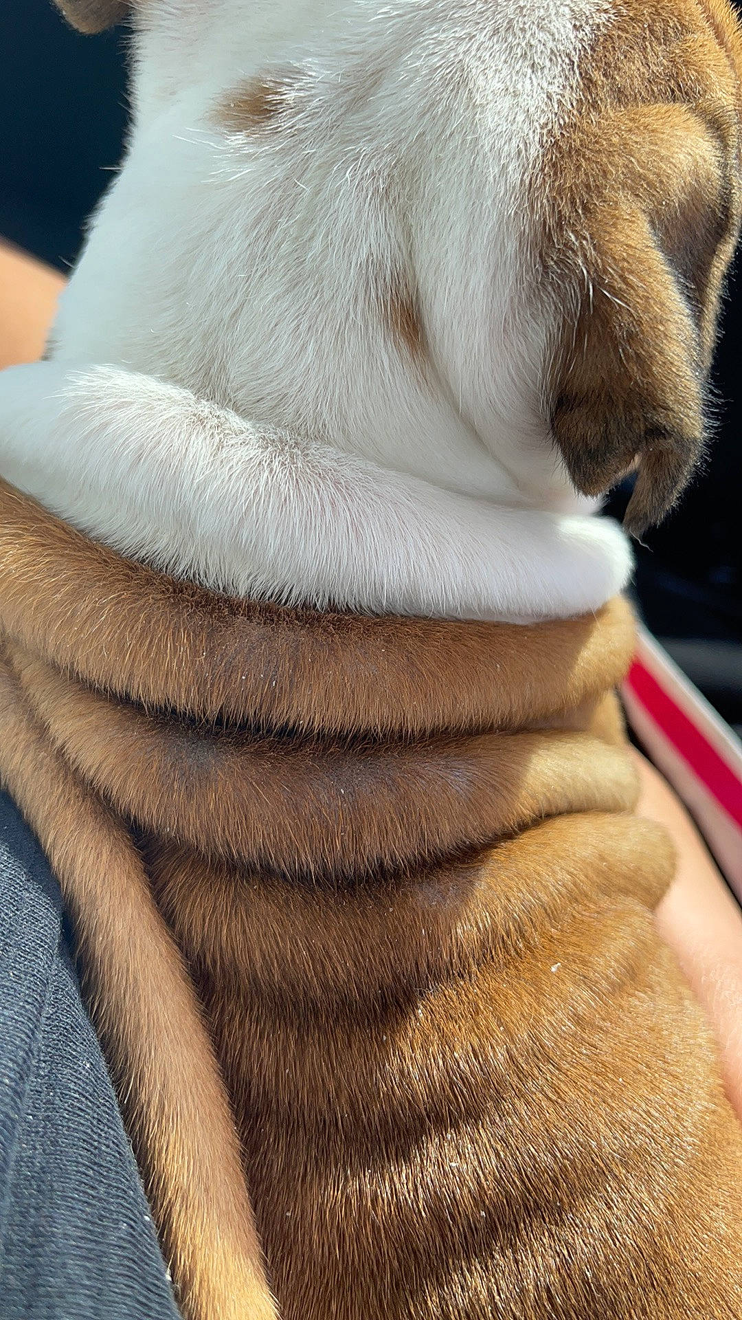 Bronx is registered to the contest to win money with this photo: carnivore, comfort, companion_dog, dog, dog_breed, fawn, felidae, fur_clothing, head, human_body, human_leg, leg, nail, nose, sleeve, snout, tail, whiskers, white, wrinkle